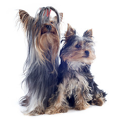 Image showing yorkshire terriers