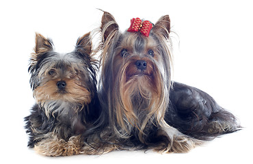 Image showing yorkshire terriers