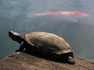 Image showing turtle and  red fish