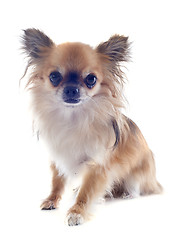 Image showing chihuahua