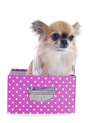 Image showing chihuahua in a craft