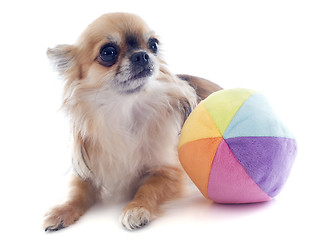 Image showing chihuahua and ball