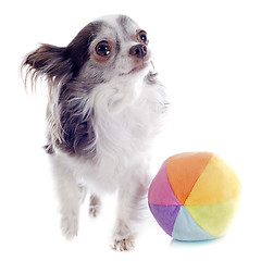 Image showing chihuahua and ball