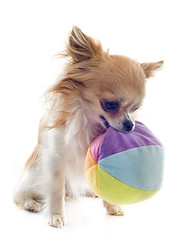 Image showing chihuahua and ball