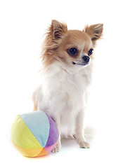 Image showing chihuahua and ball