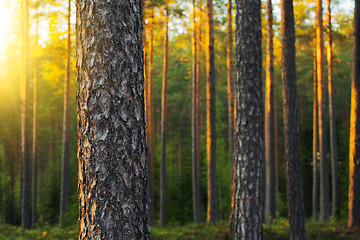 Image showing Pine Forest