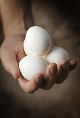 Image showing Fresh Eggs