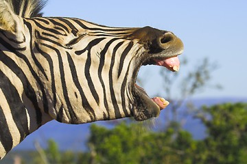 Image showing Zebra Yawn
