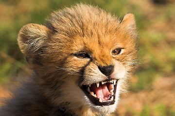 Image showing growling cub