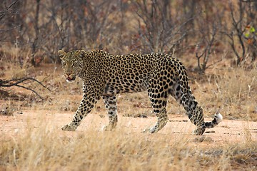 Image showing Leopard Spots