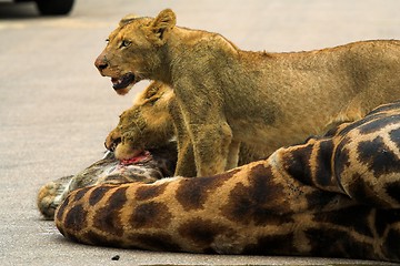 Image showing Giraffe Lunch