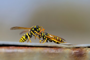 Image showing Bees