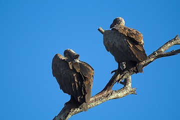 Image showing vulture perch