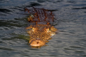 Image showing crocodile