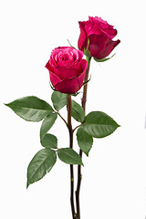 Image showing Pink roses