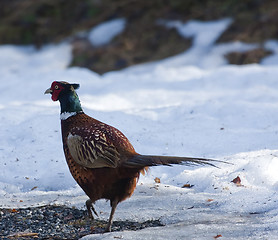 Image showing male pheasant