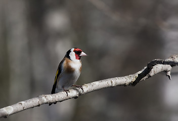 Image showing goldfinch