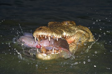 Image showing fishy supper