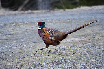 Image showing pheasant