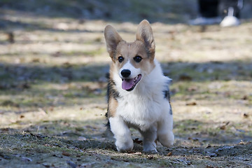 Image showing playing puppy