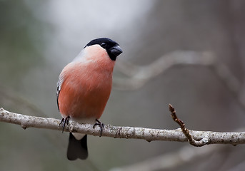 Image showing bullfinch