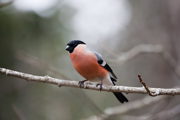 Image showing male bullfinch