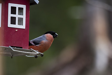 Image showing bullfinch at bird feeder