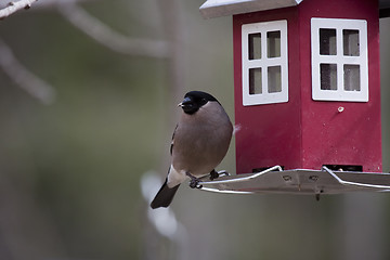 Image showing female bullfinch