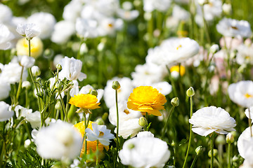 Image showing blooming ranunculuses