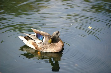 Image showing Itching duck