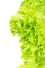 Image showing Lettuce