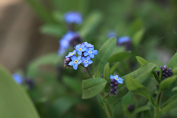 Image showing Purple flower