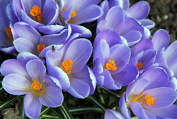 Image showing Blue Crocus Flowers