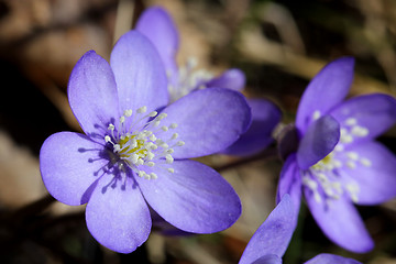 Image showing Hepatica Nobilis Flower