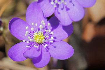 Image showing Hepatica Nobilis Flower