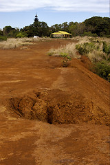 Image showing lighthouse  hill bush plant  