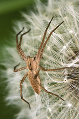 Image showing loxosceles misumena vatia