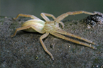 Image showing thomisidae tibellus  thomisidae 