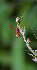 Image showing flower web pisauridae  