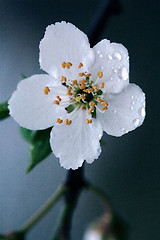 Image showing rosa sempervirens ulmifolius arvensis  