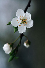 Image showing ulmifolius arvensis mespilus germanica   