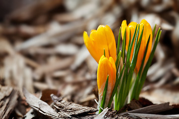 Image showing First Spring Crocus