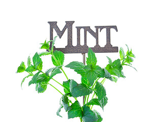 Image showing Mint with Garden Marker