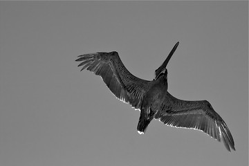 Image showing black pelican  flying in  republica  