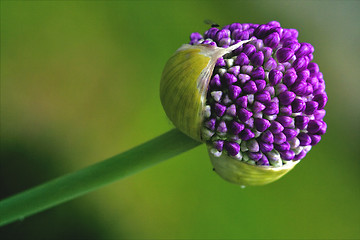 Image showing  liliacee green background 