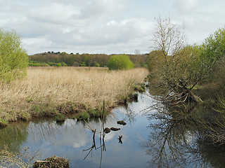 Image showing Isac marsh in spring, Brittany, France