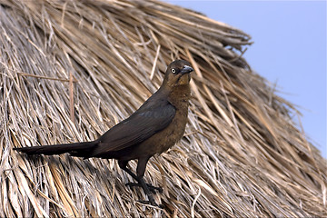 Image showing parrow whit gold eye in straw mexico