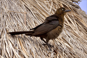 Image showing side of brown sparrow whit gold eye