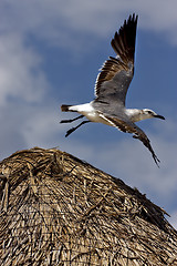 Image showing white black  sea gull flying in straw