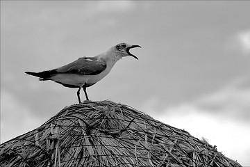 Image showing screaming sea gull in straw